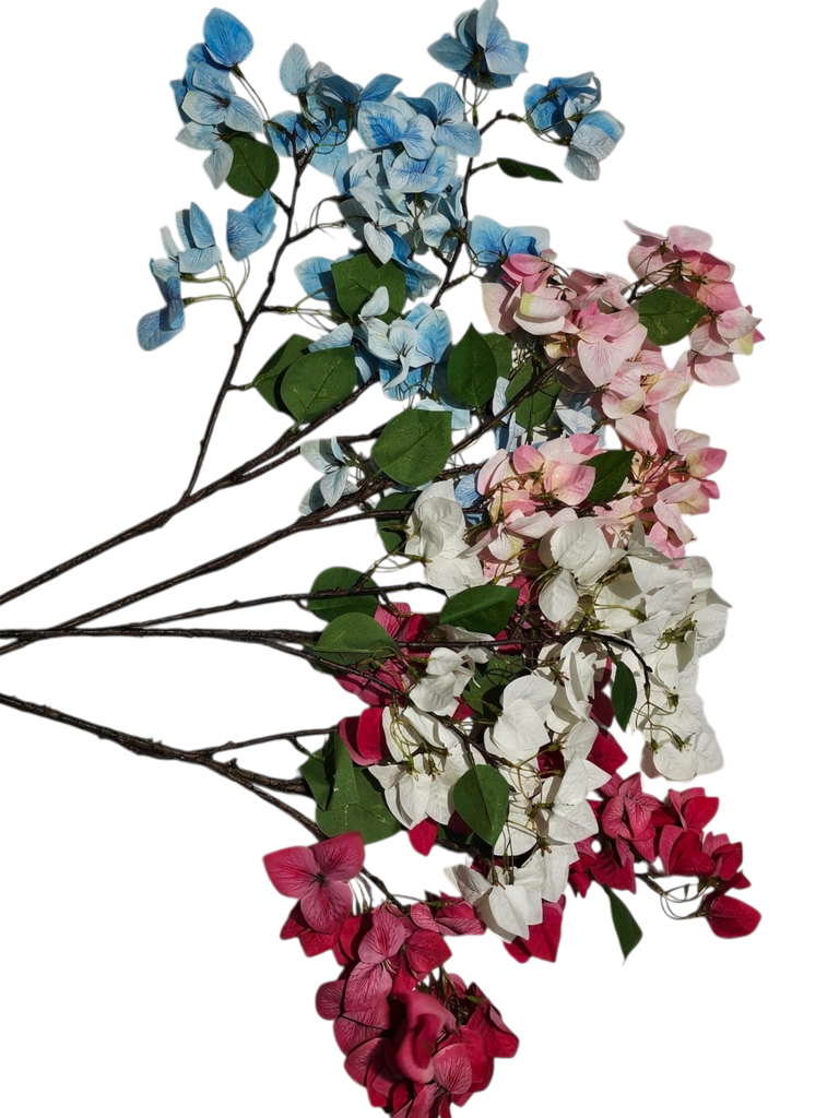 Bougainvillea