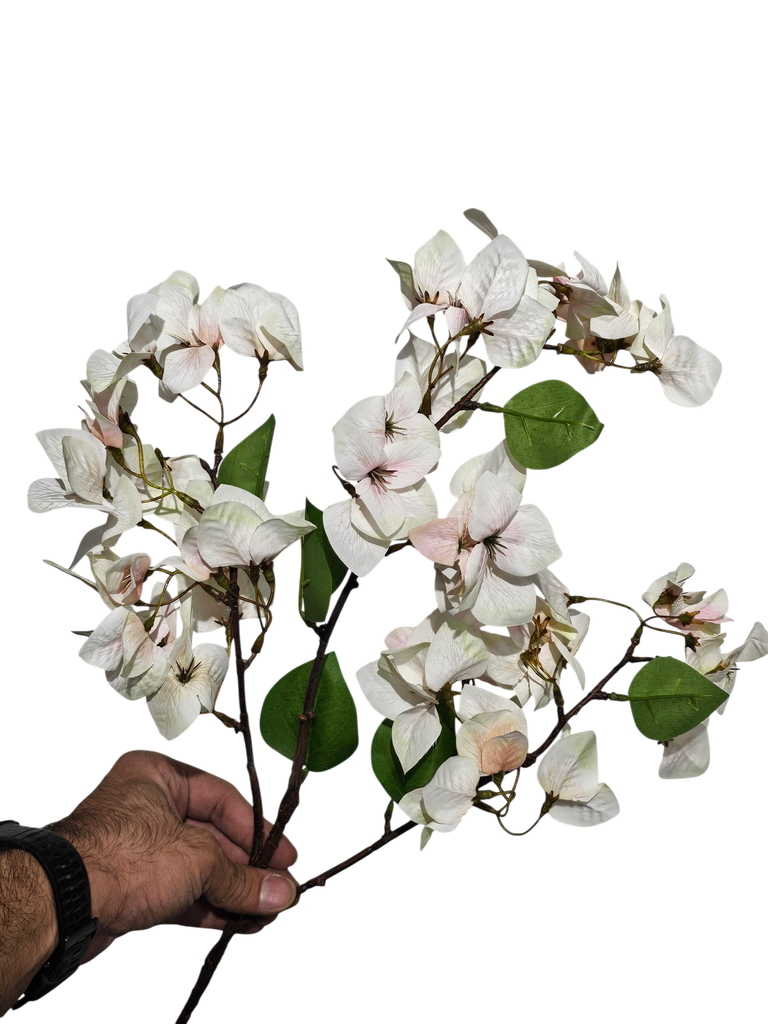 Bougainvillea Creamy