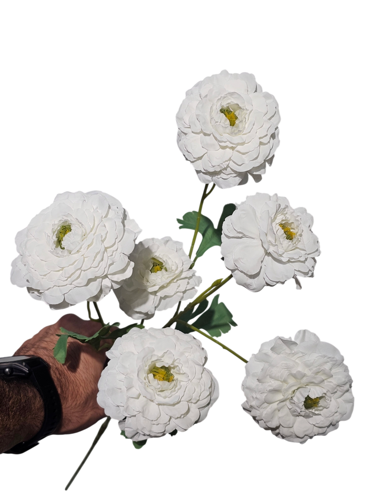 White Rose