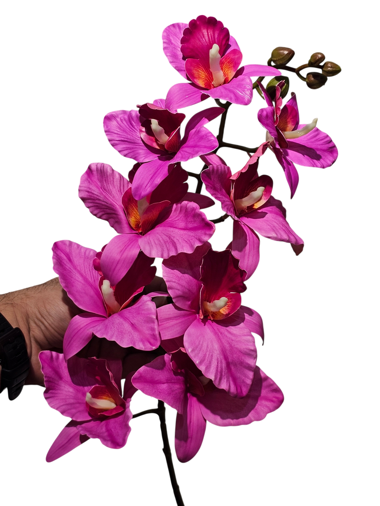 dragon orchid