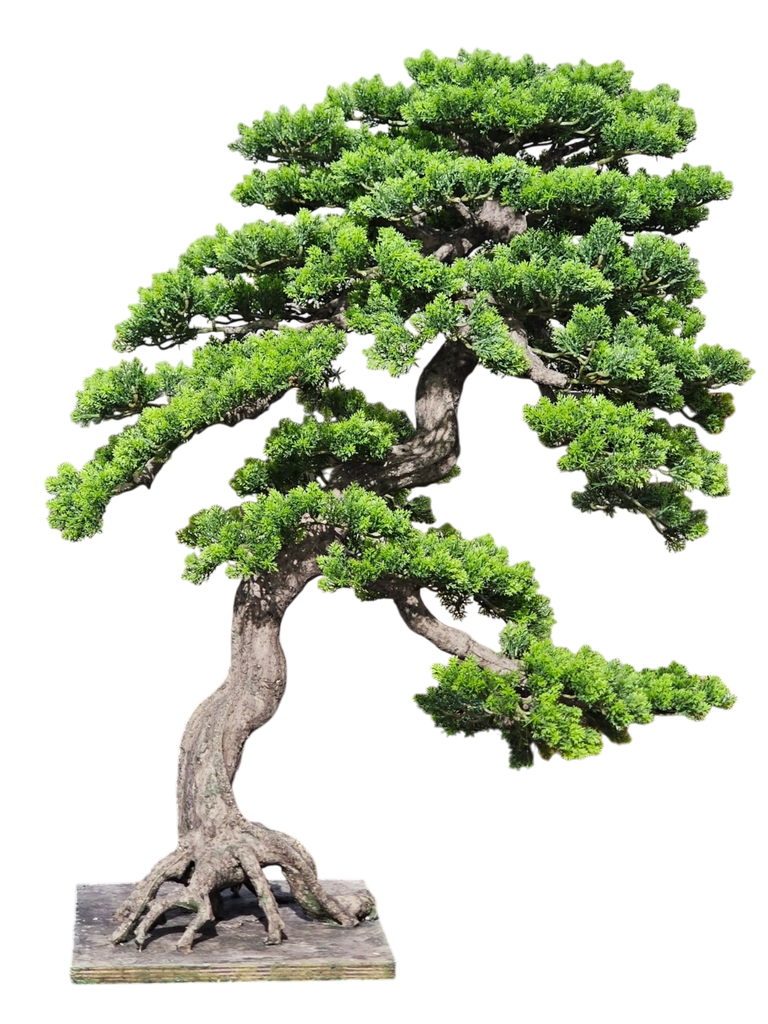 Bonsai tree
