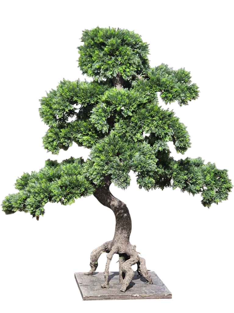 Bonsai tree