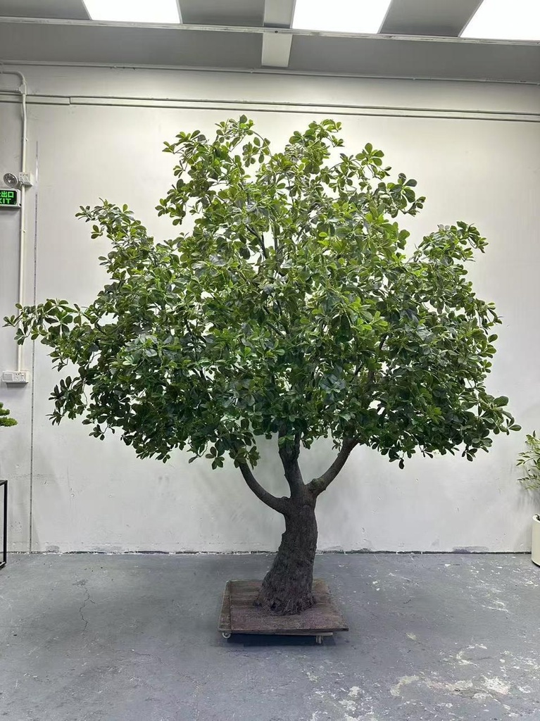 Bonsai tree