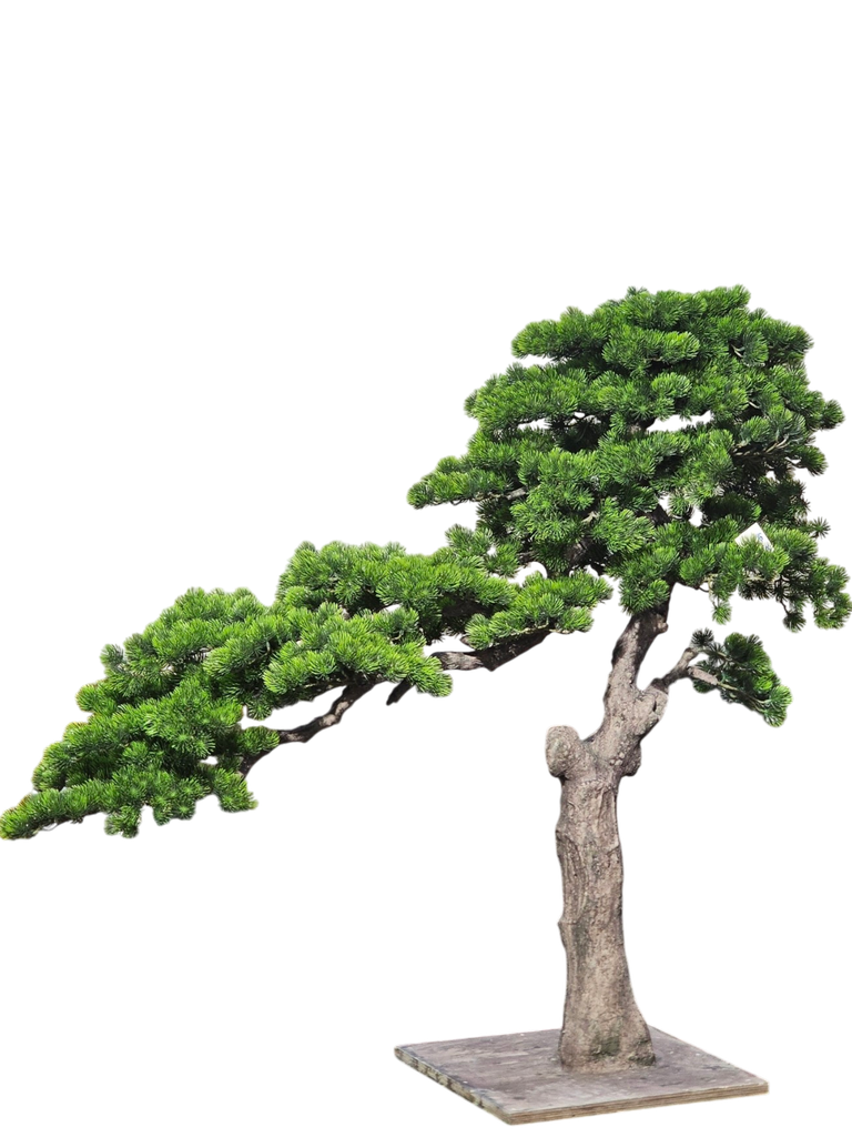 Bonsai tree