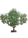 داری زەیتون