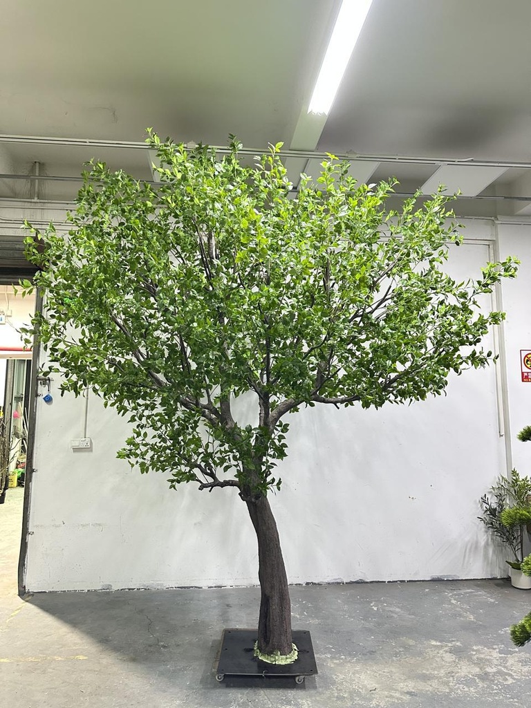 Large tree