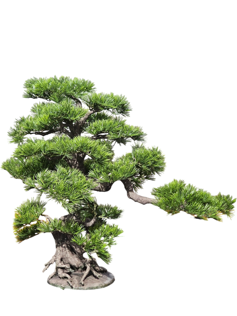 bonsai tree