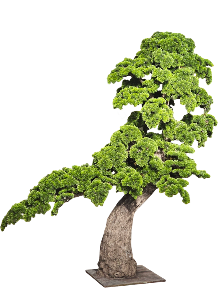 درەختی بۆنسای