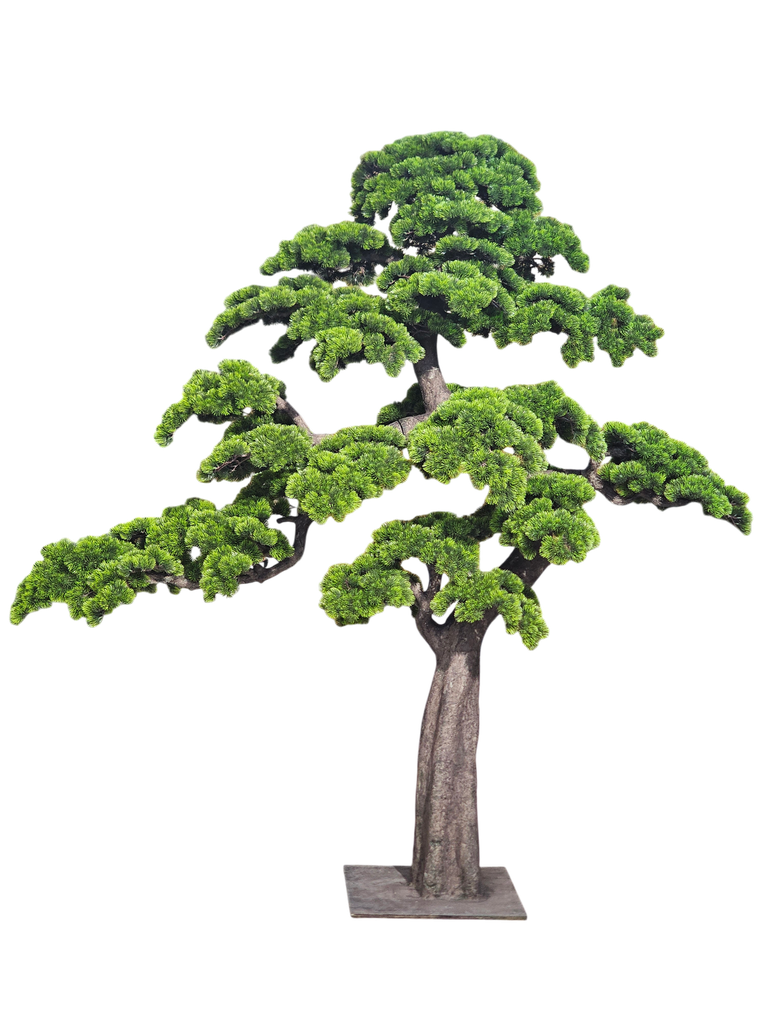 bonsai tree