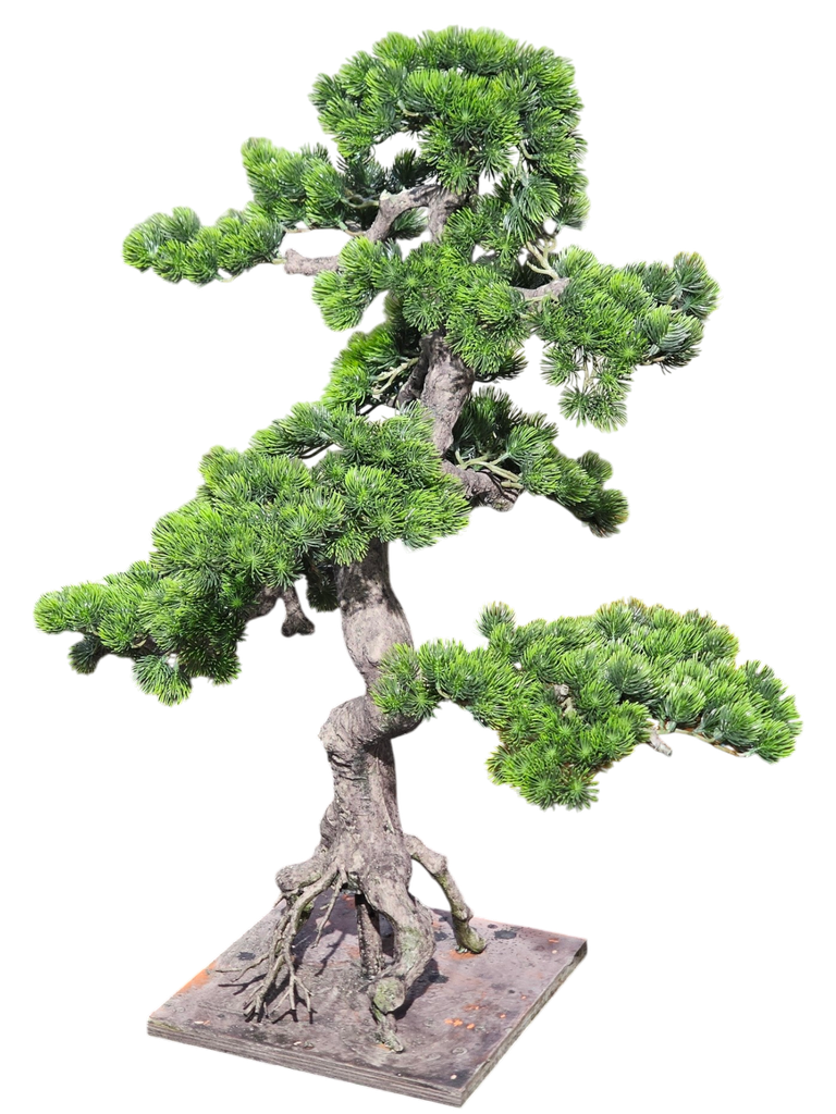 bonsai tree