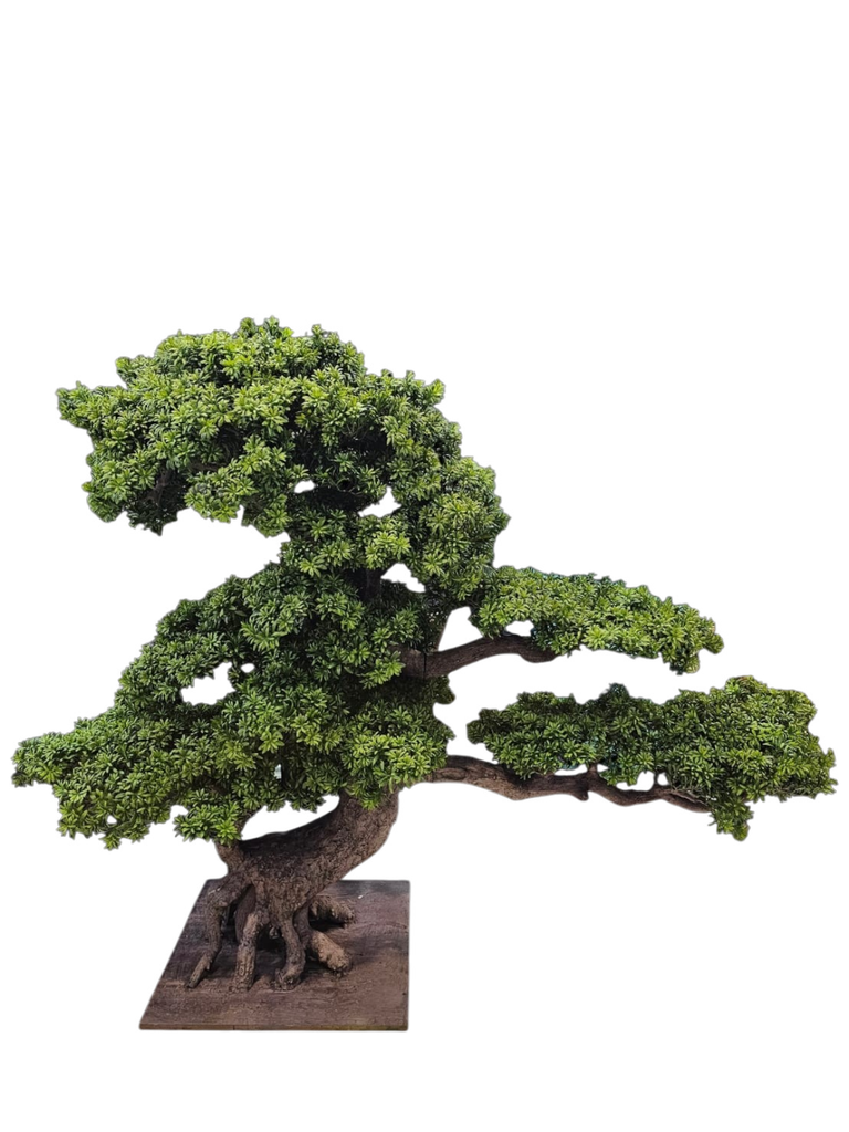 bonsai tree