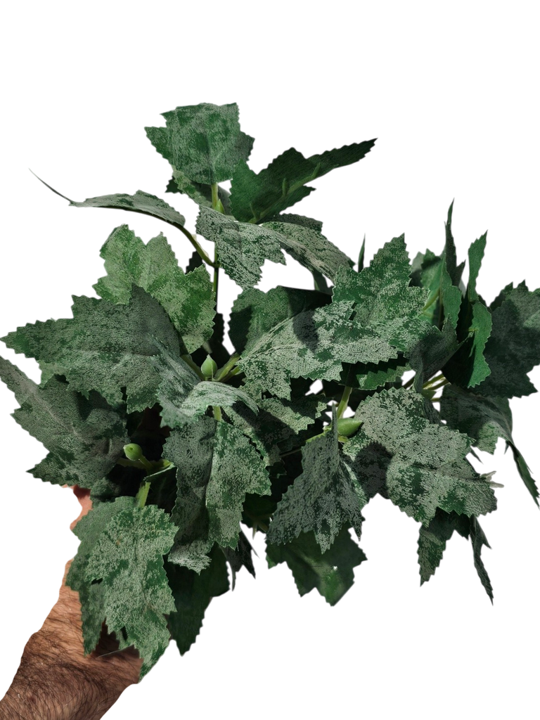 hydra leaves