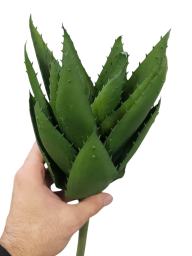 کاکتوسی بچووک