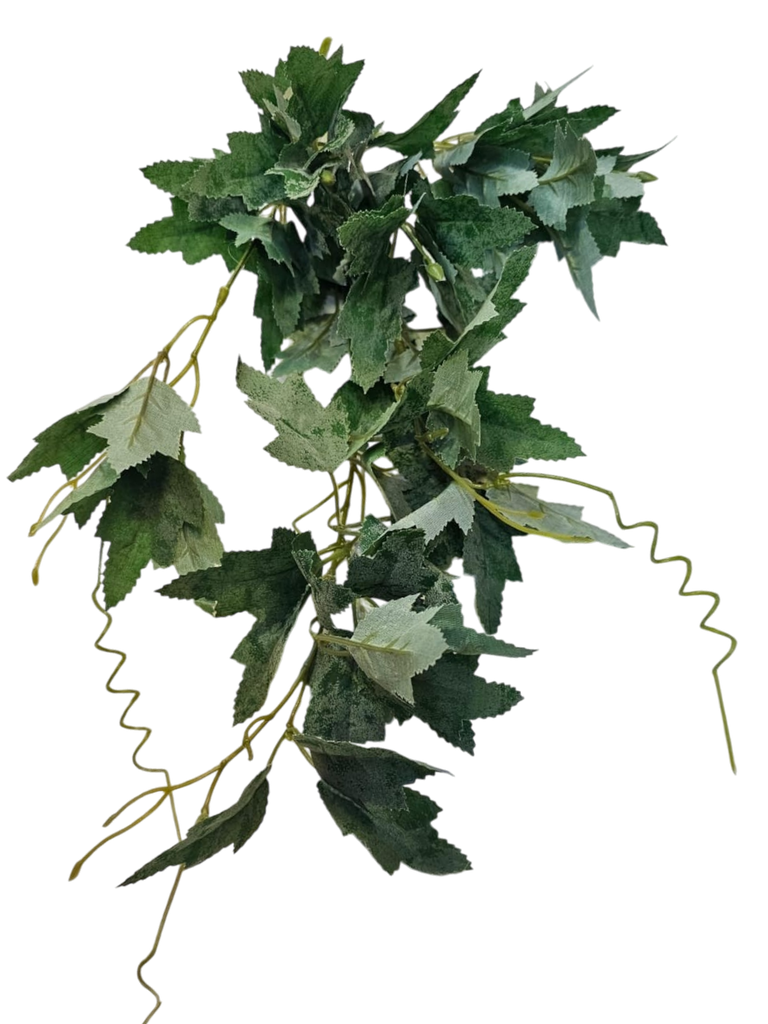hydra leaves