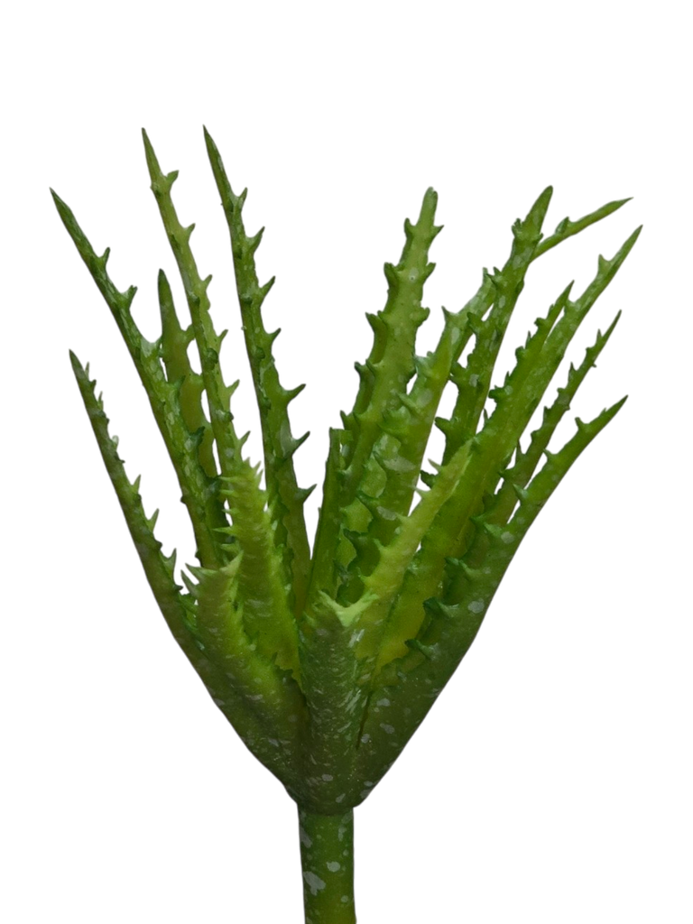 الصبار العصاري