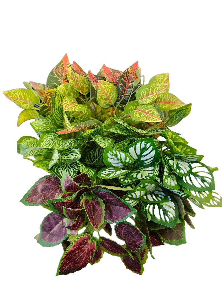 أوراق هيدرا