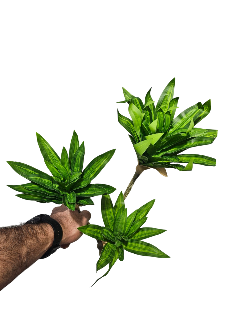 dracaena branch