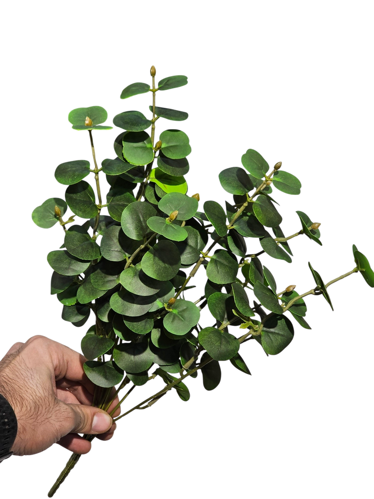 یوکالیپتۆس