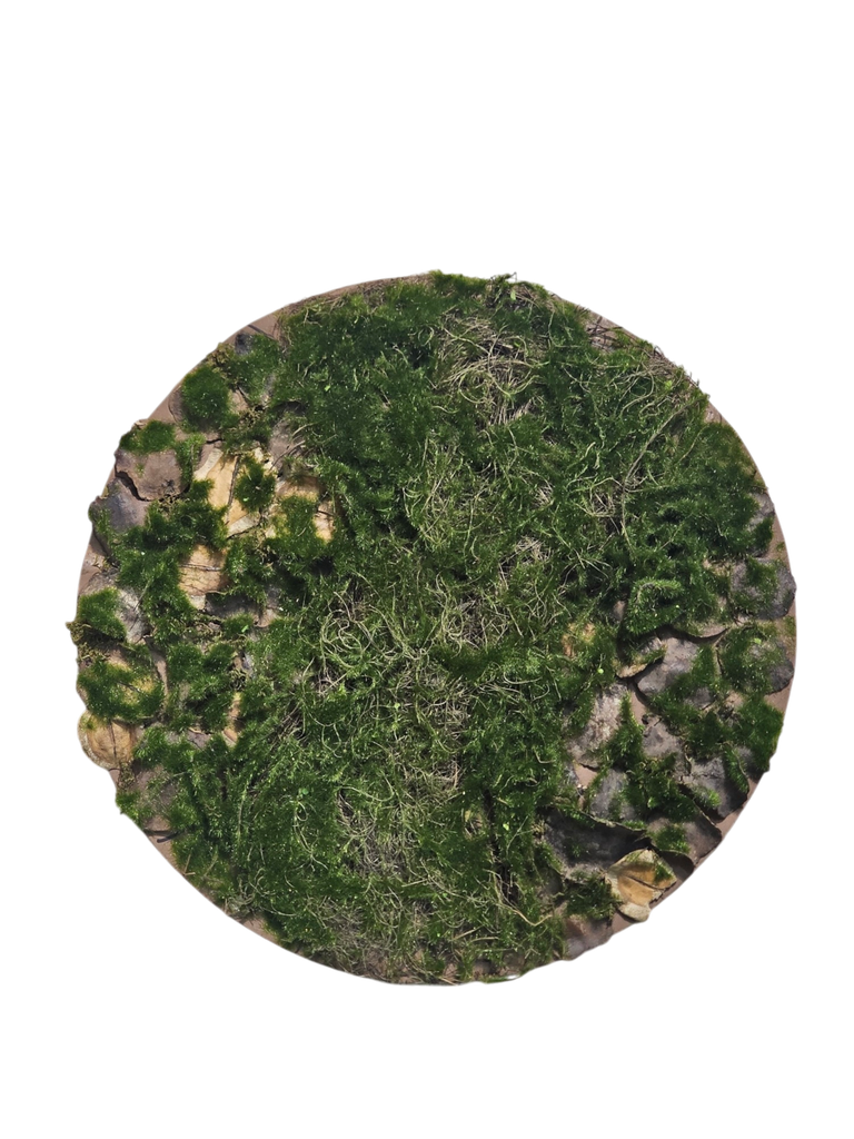 moss circle