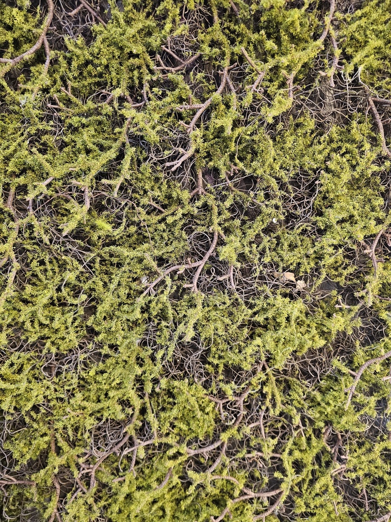 moss panels
