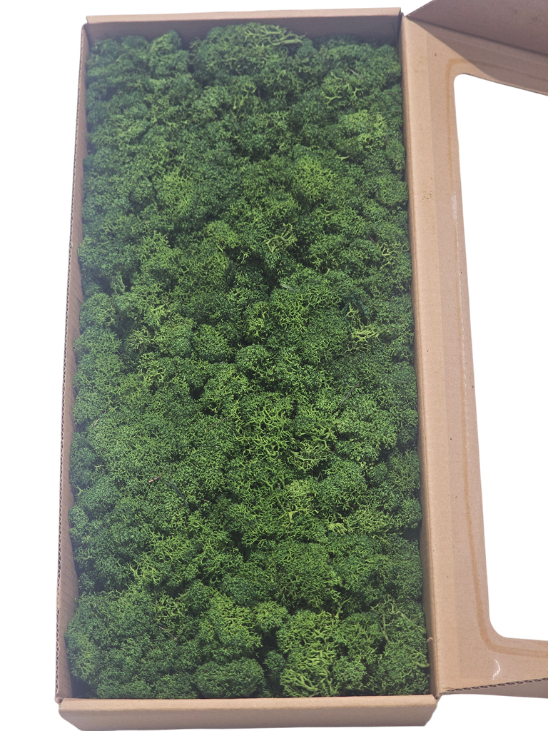 طحلب الرنة الطبيعي