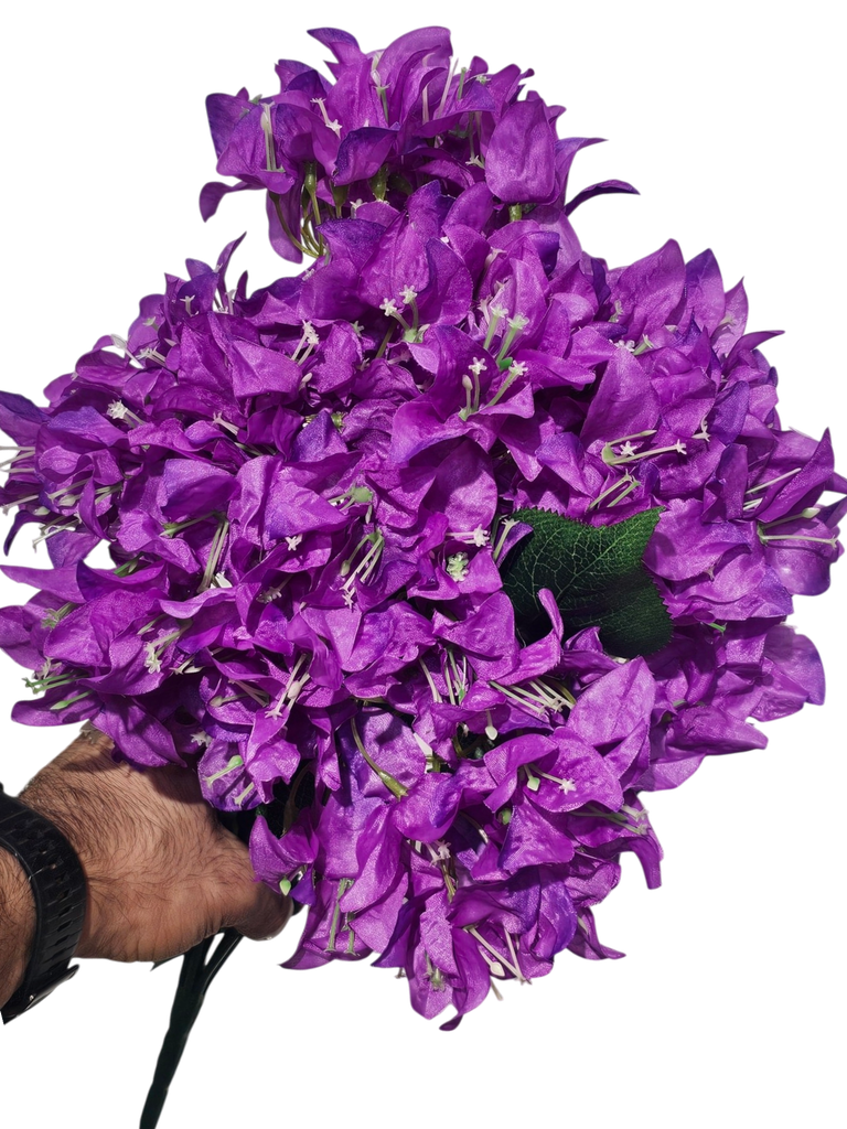 مۆر بوگەنڤیلیا