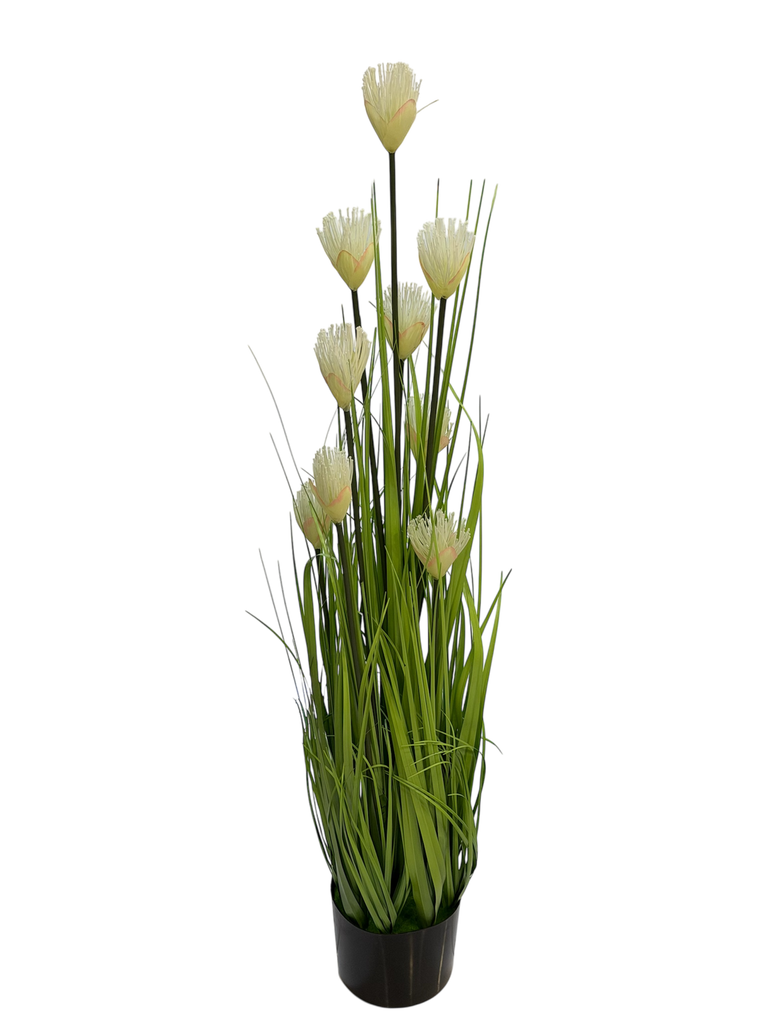 عشب بامباس