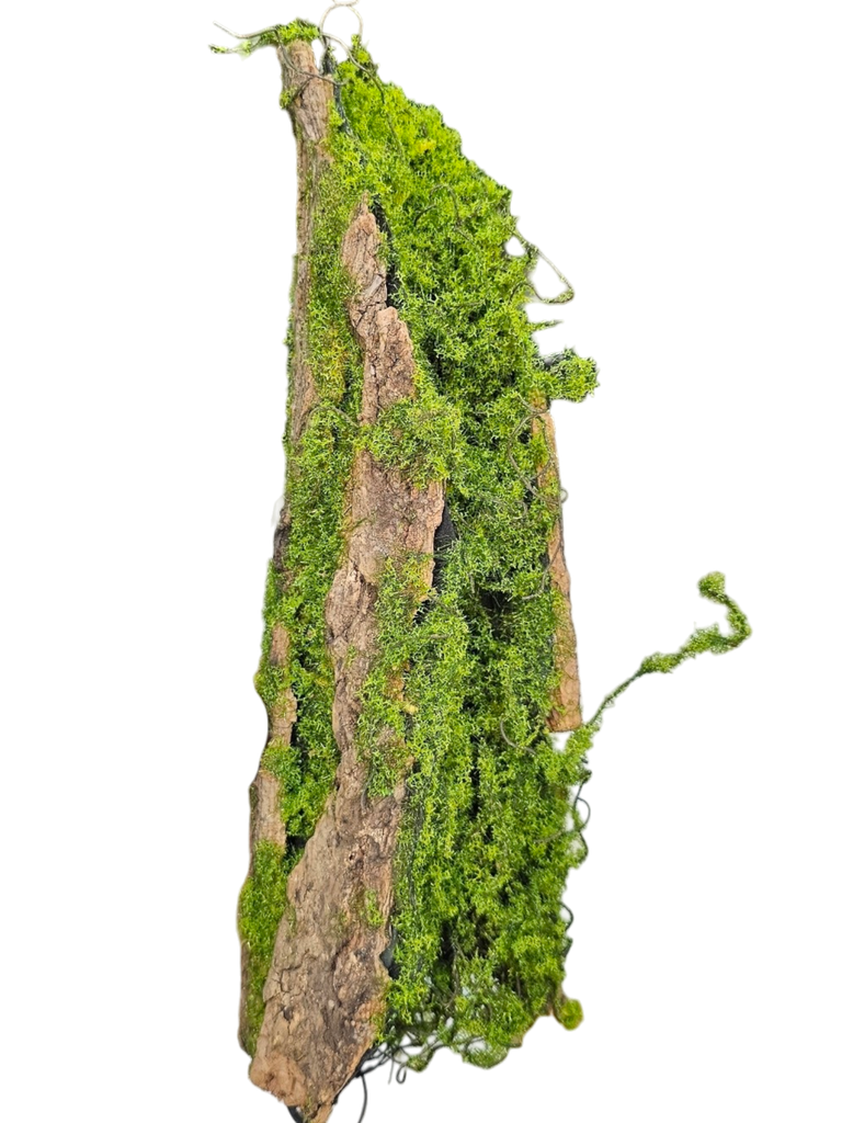 دیکۆری قەدی دار