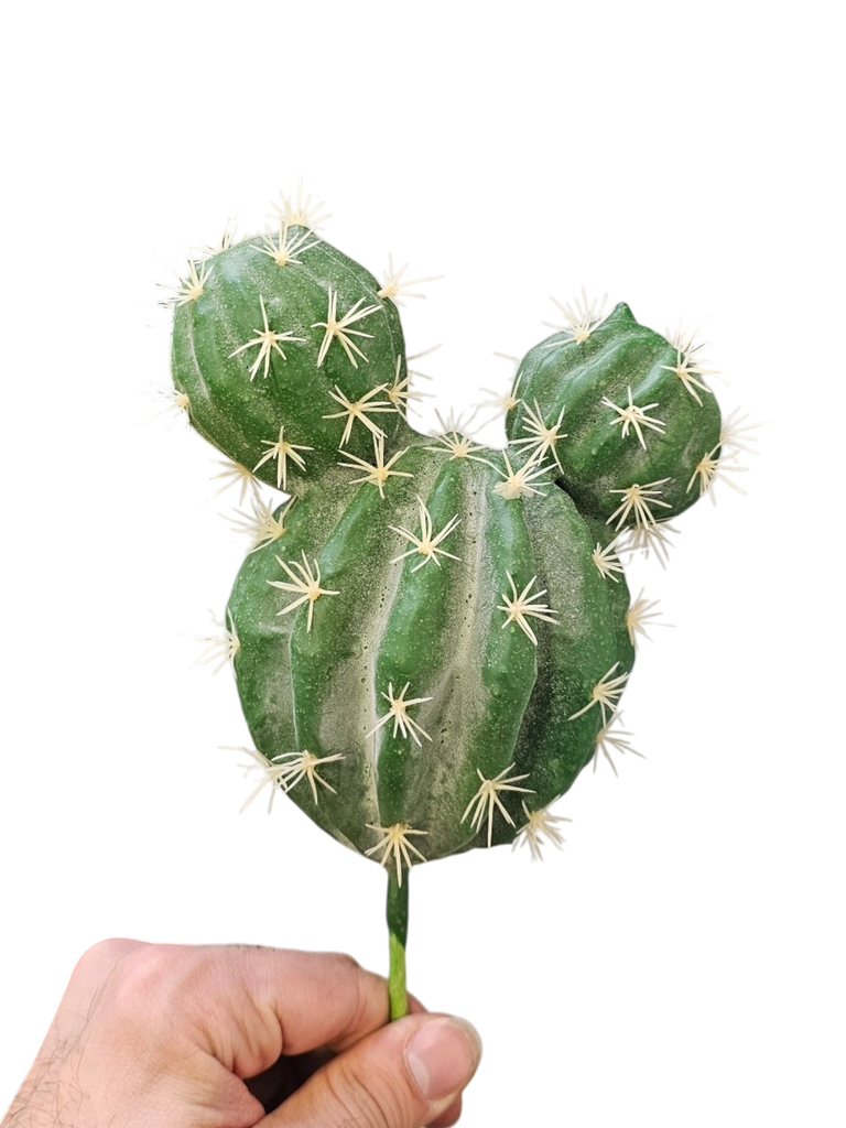 کاکتوس