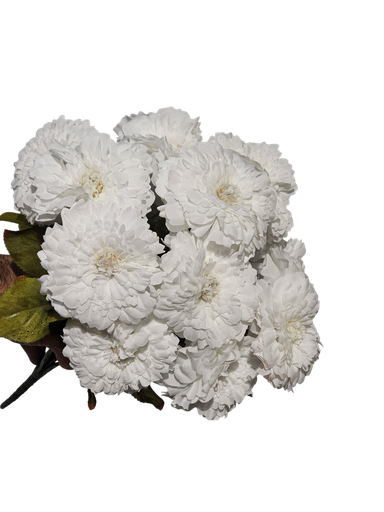 White Carnation Flower