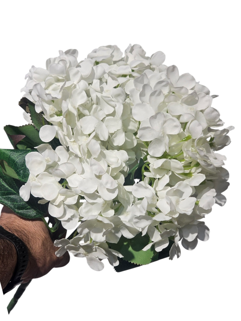 White Hydrangea