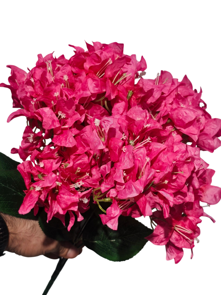 ڕەنگی مەی بوگەنڤیلیا