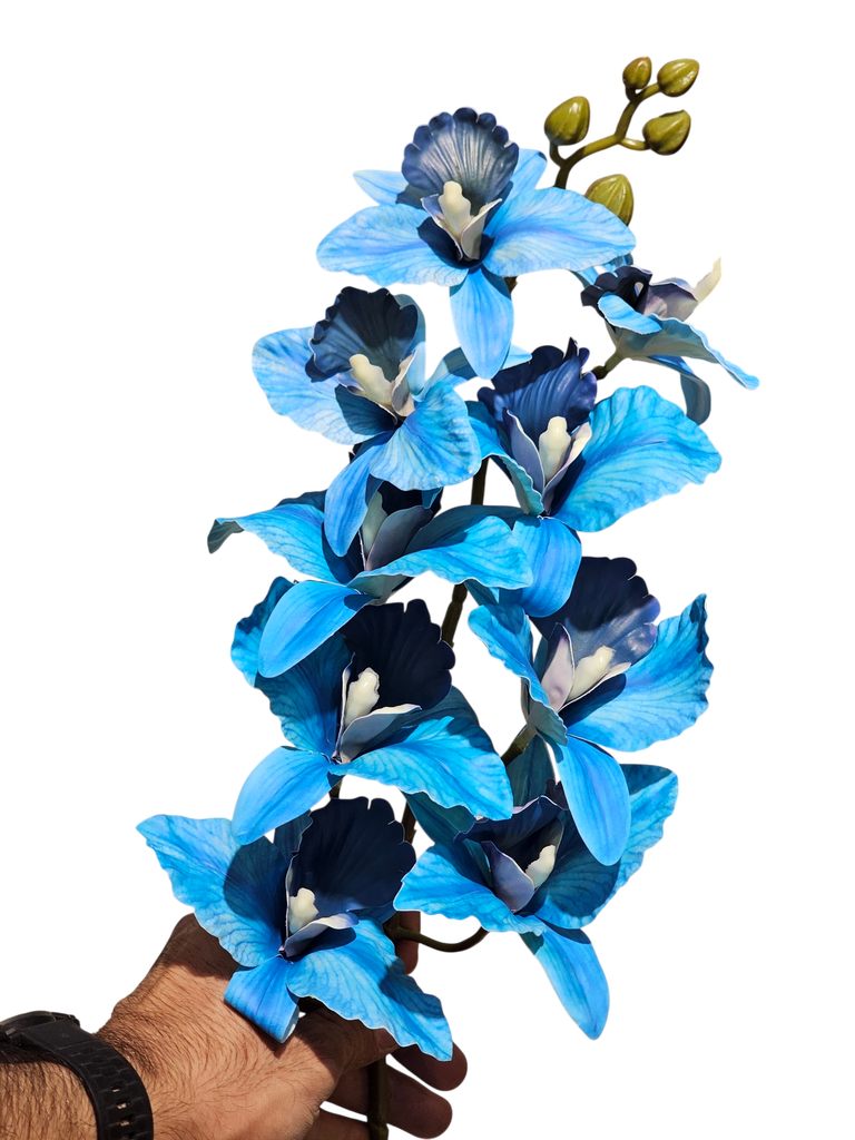 دراگۆن ئۆرکید