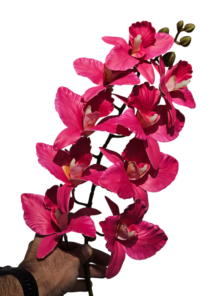 دراگۆن ئۆرکید