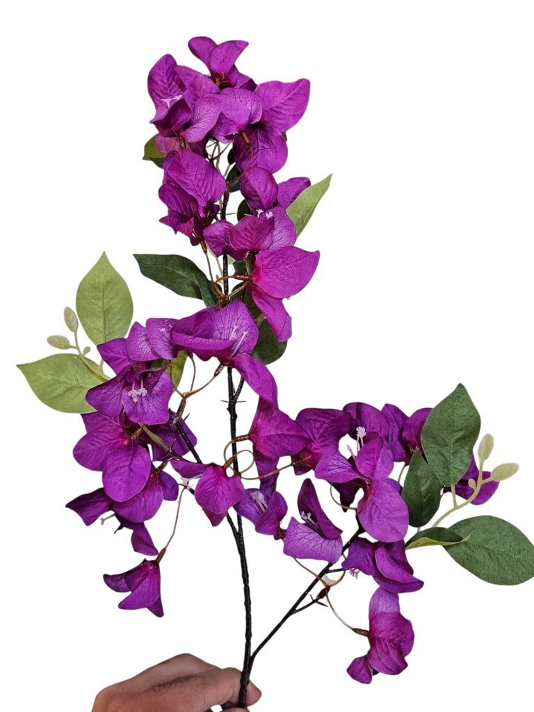 گوڵە گوڵە گوڵە مۆر