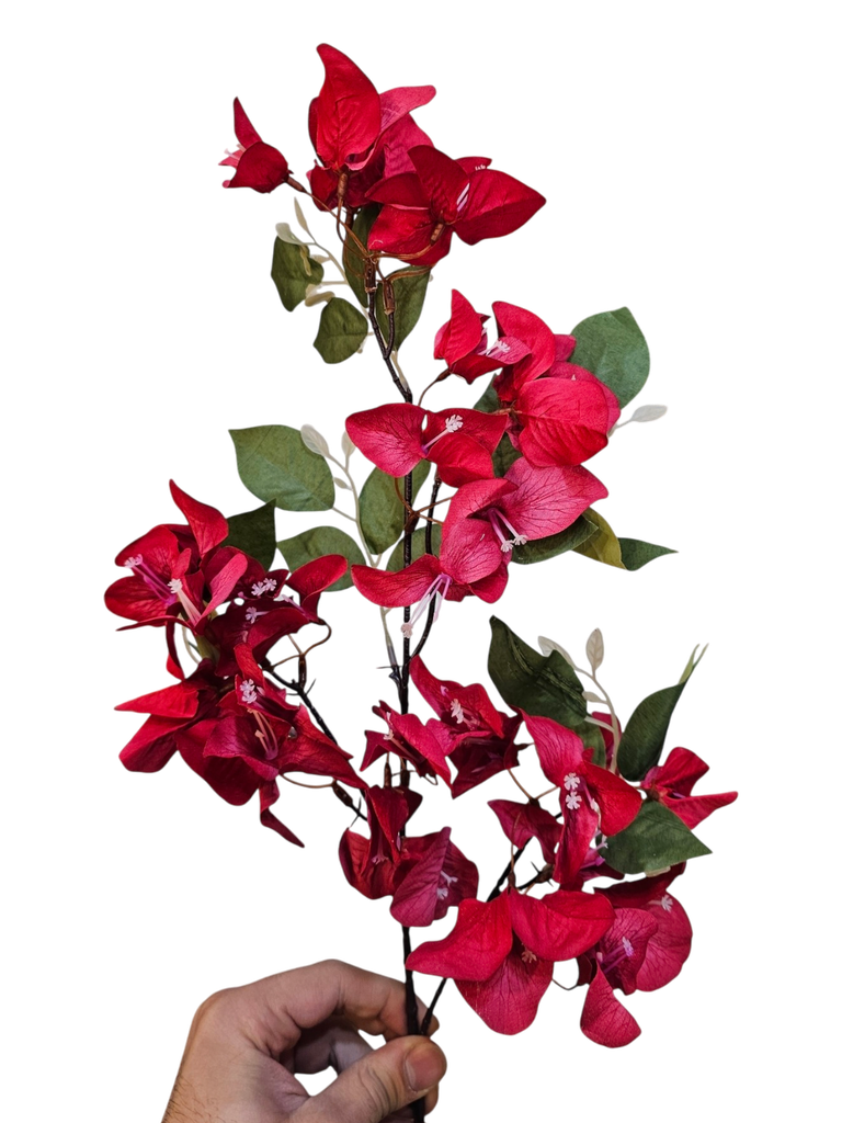 بۆگەنڤیلیای سوور