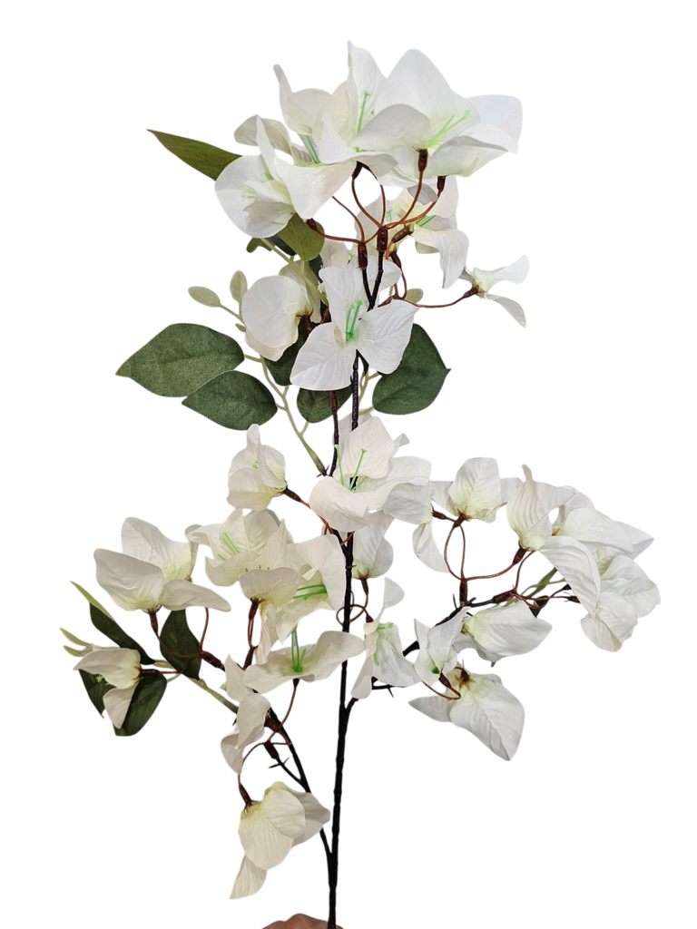 بۆگەنڤیلای سپی