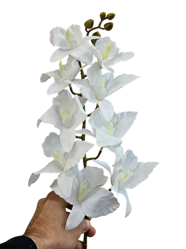 Orchid Dragon White