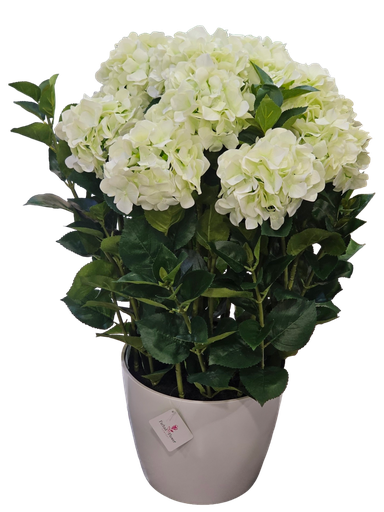 large hydrangea 