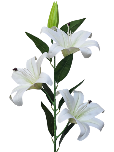 گوڵی گوڵە سەوسەن