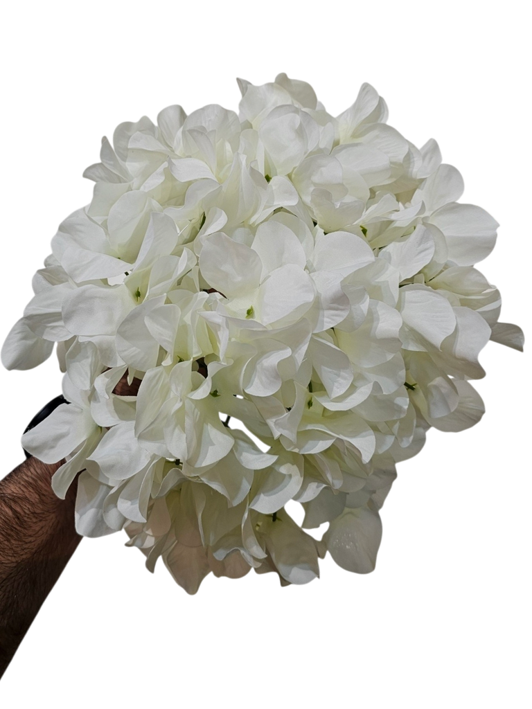 هایدرانژیا