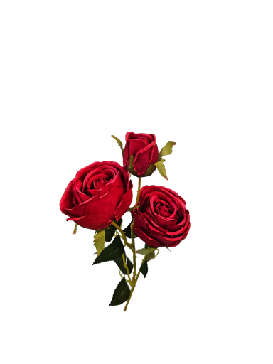 گوڵی سووری تاک