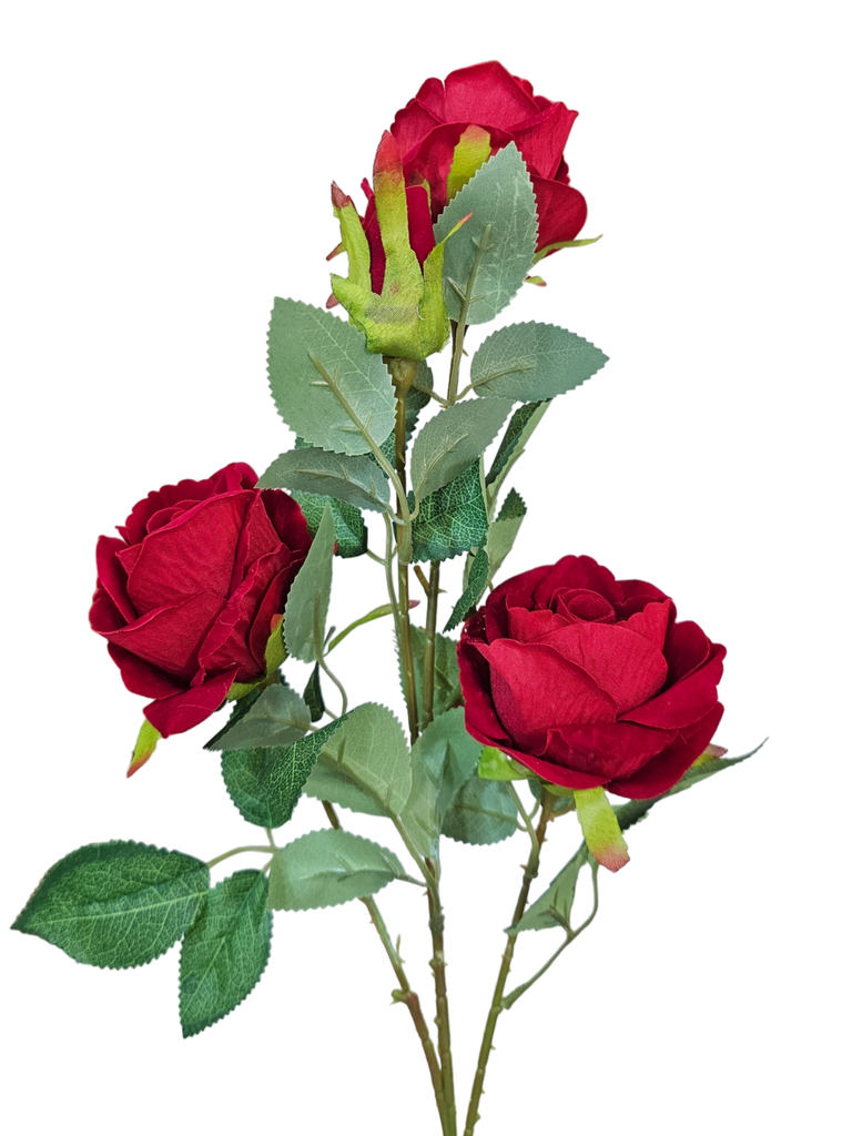 گوڵەباخی سووری تاک