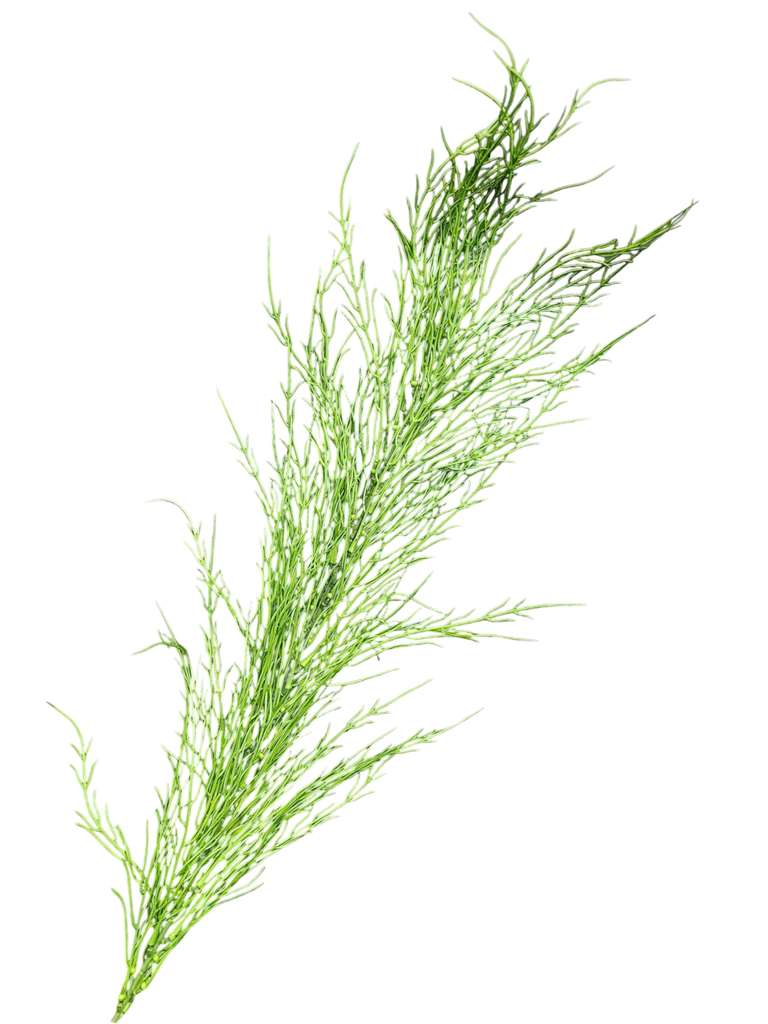 فروع الأوراق