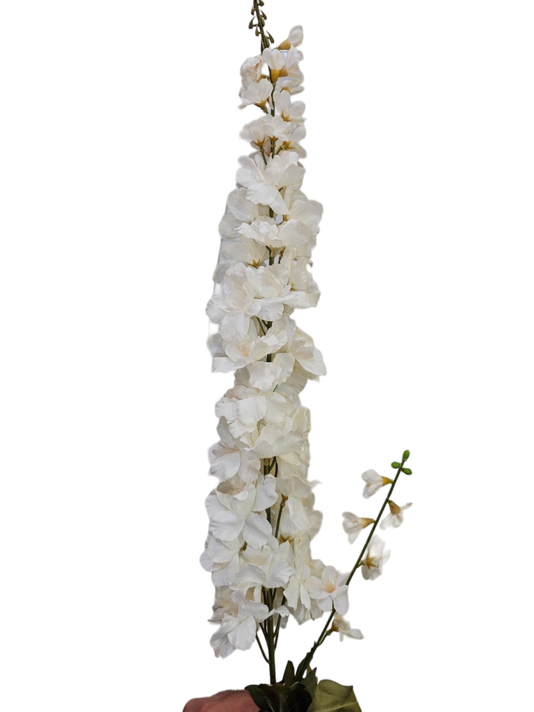 الوستارية البيضاء