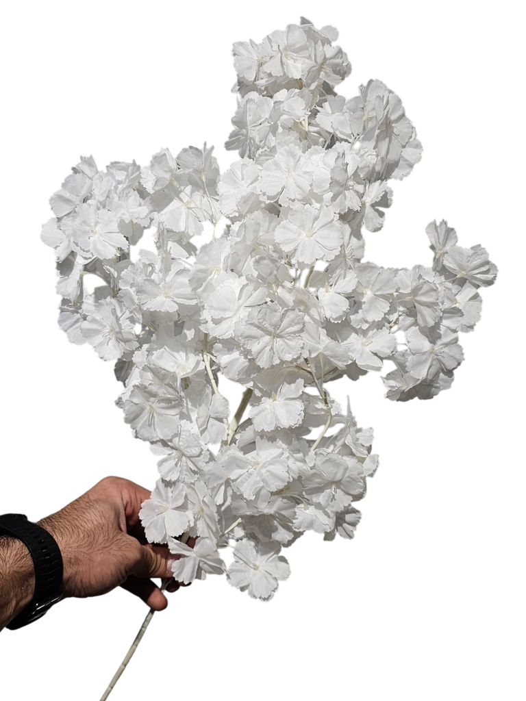 white foxtail