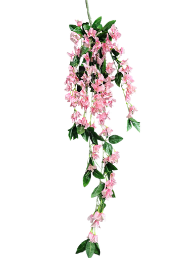 bougainvelia