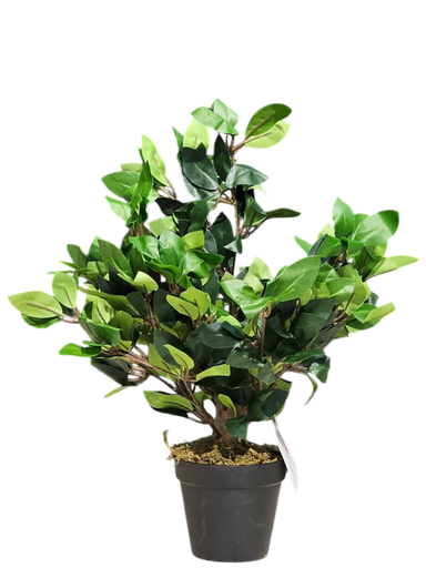 شجرة لوربير 40 سم