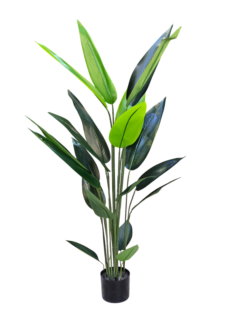 Banana tree 140 cm
