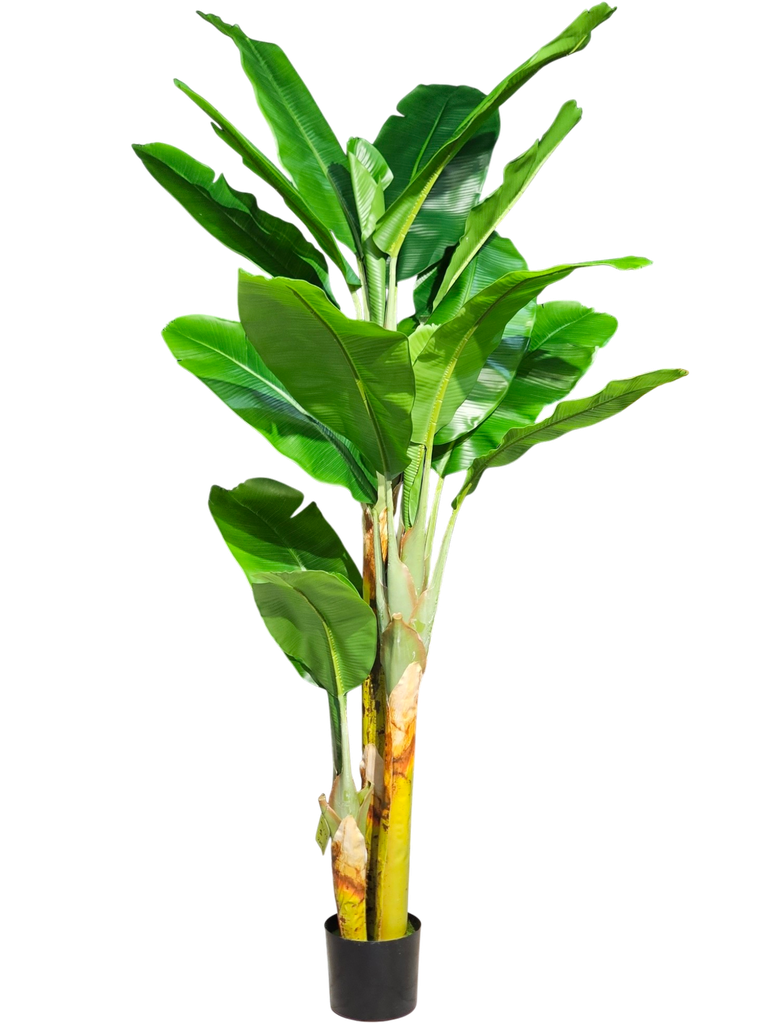 شجرة الموز 180 سم